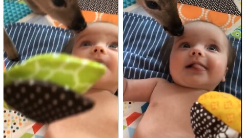 Cute friendship between fawn and baby