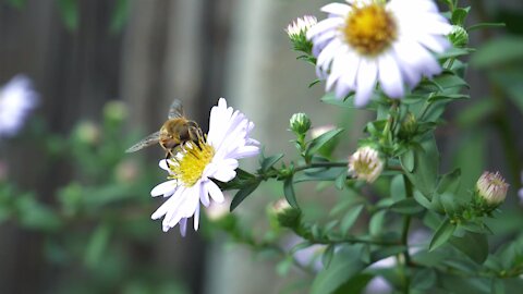 bee collecting flowers honey | Animal World | Insect