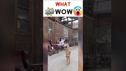 Wow unbelievable #shorts #shortvideo #viral #funnyvideo #funny