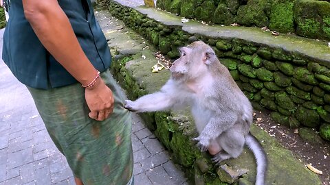 Monkey Politely Asks Guide For Food In Bali, Indonesia