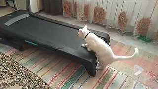 Treadmill cat walk