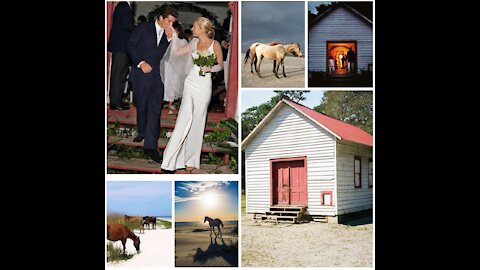 Cumberland Island- Sovereign Wild Horses