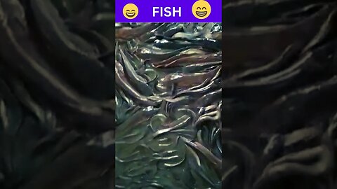 Cat Fish | Fish Video | Cat Fishing #shorts #papi #trending