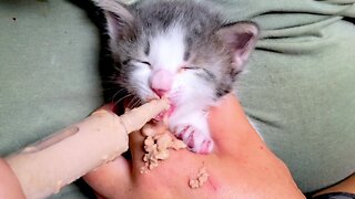 Hungry Kitten Adorably Falls Asleep During His Feeding