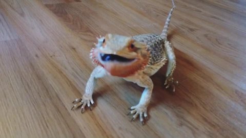 Bearded Dragon Goes Nuts For Blueberries
