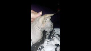 My Sphynx cat Cleopatra