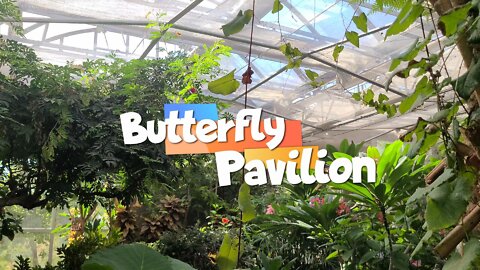 Butterfly Pavilion - Butterfly Garden