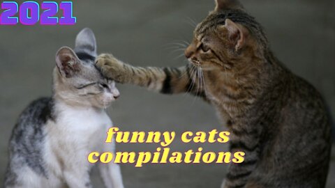 Funny cats compilations 2021 | funny cats motel!