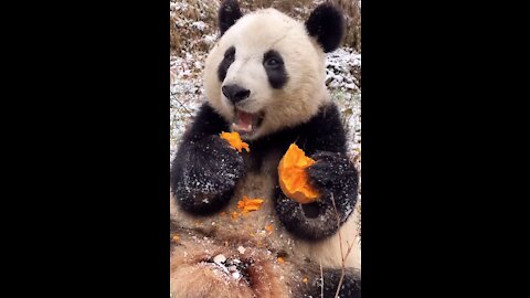 Giant Panda enjoying food