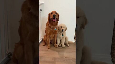 "Journey of a Puppy: From Tiny Paws to Playful Maturity!"