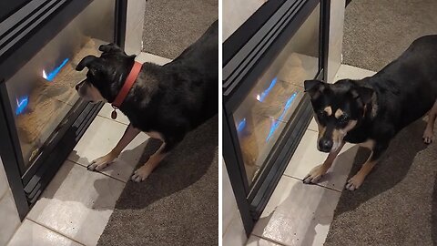 Pup Has A Hilarious Obsession With The Fireplace