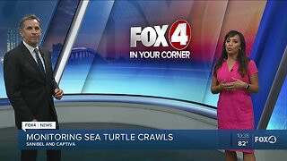 Sea Turtles to be monitored in Sanibel and Captiva