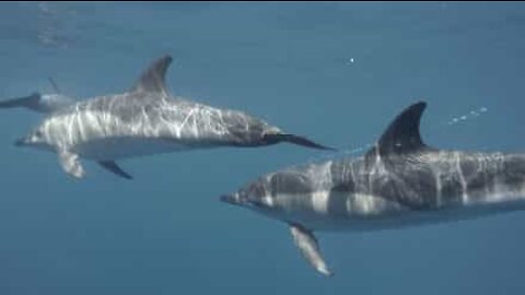 Delfiinit laulavat pinnanalaista sinfoniaansa