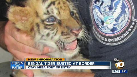 Bengal tiger cub seized at border