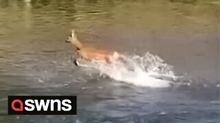 Lost deer caught on camera cooling down by bounding across UK