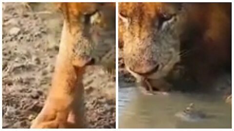 Lion drinking water together with a tortoise