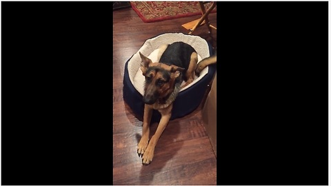 Guilty German Shepherd Pooch Cannot Hide Her Shame