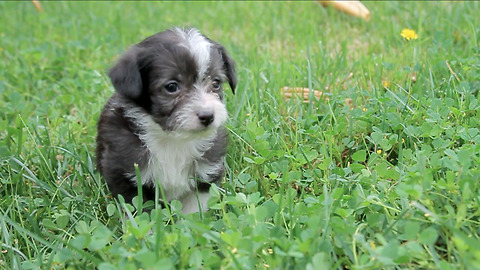 A Litter Of Puppies Touch Grass For The First Time In A Bundle Of Joy
