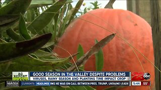 Local farmer expects a good season ahead for pumpkins despite problems