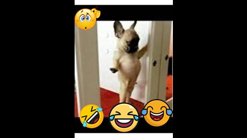 Most Viral DOGS on the Internet! 🐶 Funny Dogs Compilation! 🐶