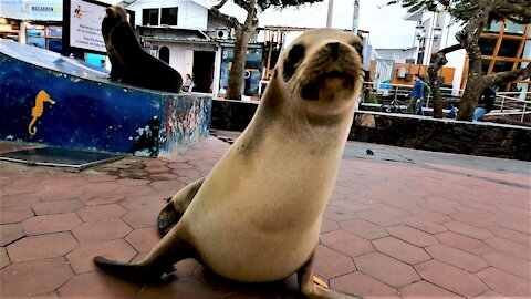 Sleeping sea lion comically wakes up to belch at fish market