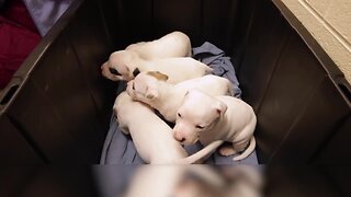 Michigan Humane Society Telethon – Meet baby animals