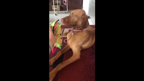 Dog can't hide guilt after destroying toy taco