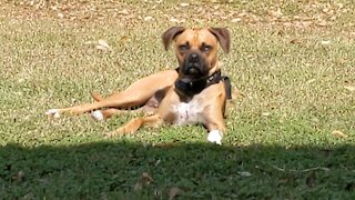 Photogenic lefty dog