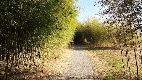 I walked again on the sunny bamboo forest path.