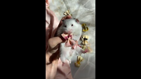 cute Hamster living like a prince