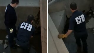Indiana firefighters rescue beaver from drain