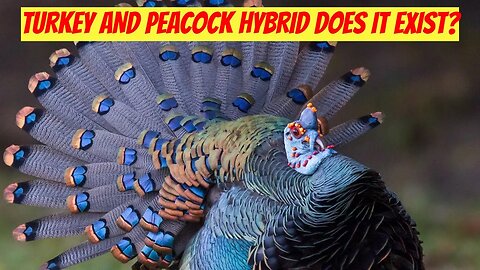 TURKEY AND PEACOCK HYBRID DOES IT EXIST?