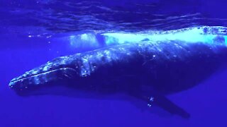 Humpback Whale Video