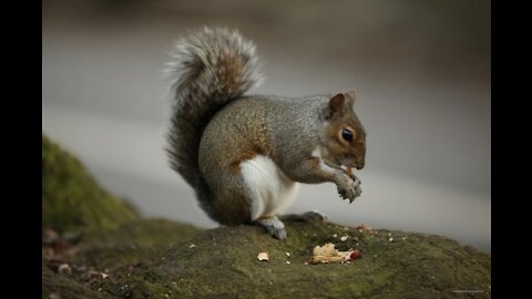 BUSTER? NOPE, THIS LITTLE GUY HASN'T FIGURED OUT HOW TO STEAL SEED.