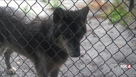 Naples Shy Wolf Sanctuary struggling in record heat