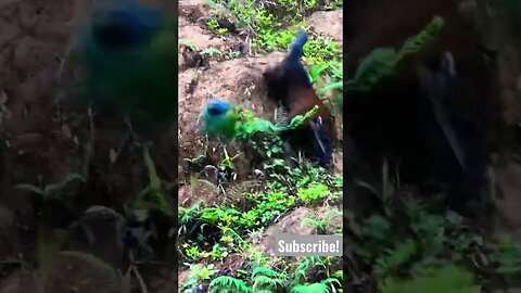 Coati Hunting Blue Headed Parrot (almost catches)