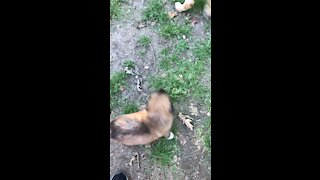 Pups playing outside