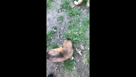 Pups playing outside