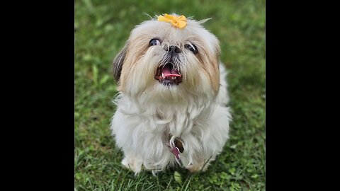 Rosie The Shihtzu And Her Bows