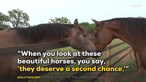 Horse Rescue Black Beauty Ranch