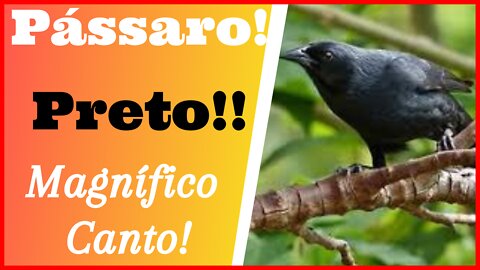 Canto Maravilhoso!! Pássaro Preto