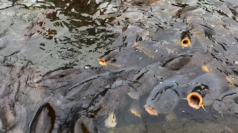 A Little Bit Creepy! Hungry Black Carps Asking For Food
