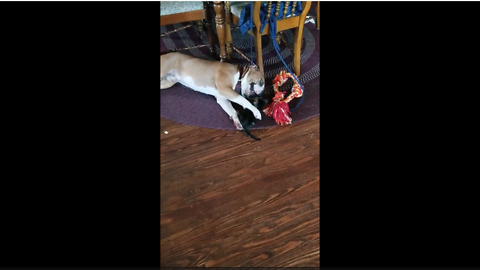 Gentle dog preciously entertains rescue kitten