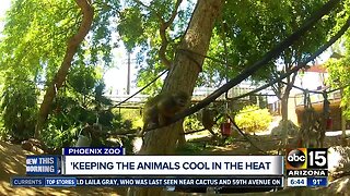 Phoenix Zoo is keeping animals cool during the summer