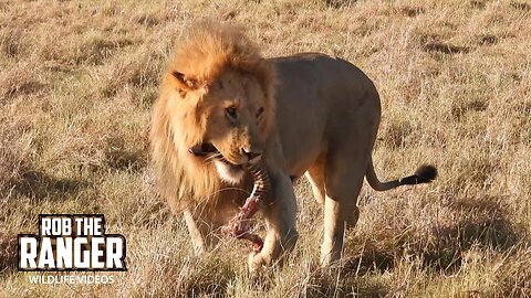 Lion Coalition Finishing A Zebra Meal | Maasai Mara Safari | Zebra Plains