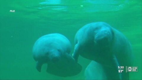 Federal investigators looking for person who marked 'TRUMP' on Florida manatee's back