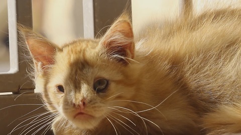 Cat who was abandoned for being "too ugly" gets life changing surprise