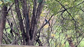 Blue Jays James Gardens Toronto