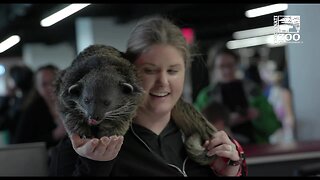Lucille the baby bearcat meets her fans