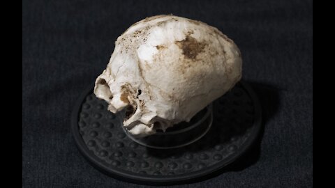 Skull in a tree on Mount Shasta, CA